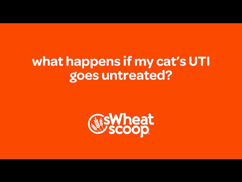 what happens if my cat’s UTI goes untreated?