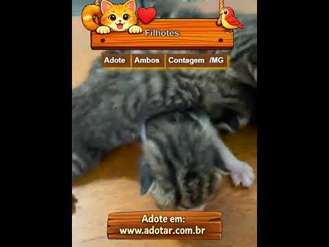 Vídeo de Filhotes