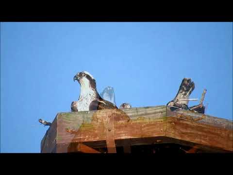 Osprey and Two Chicks