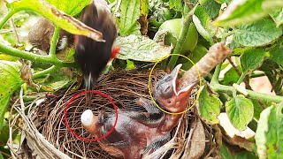Mom Struggle Eating POOP & Feeding Big Caterpillar at Once | Bulbul birds in nest | Cuckoo eggs N