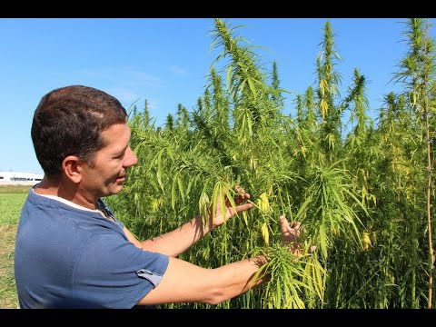 Vinko Škraban o industrijski konoplji