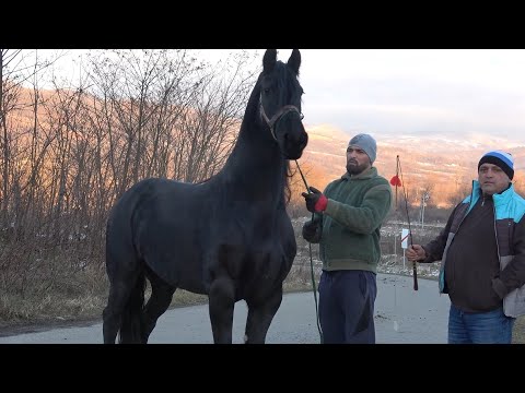 Caii lui Razvan si Virgil de la Rusor, Hunedoara - 2024 Nou!!!