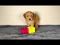 Cavapoo dogs for sale: Steve - Video 1