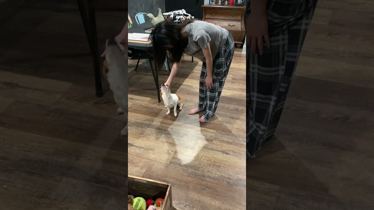 Cade, a Adoptable mixed breed in Liverpool, TX video 2/6