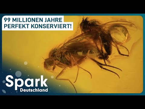 Bernstein enthüllt Geheimnisse der Urzeit