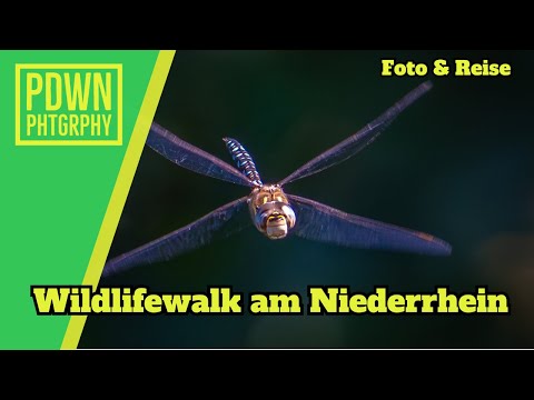 Kleiner Wildlifewalk am Niederrhein mit der Sony A7 R5