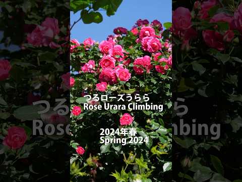 園芸 変化するチャイニーズローズ、バタフライローズ