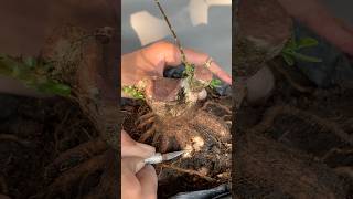 Download lagu The process of selecting and pressing the roots of Sancang bonsai🪴 #bonsai #shorts mp3 Download lagu The process of selecting and pressing the roots of Sancang bonsai🪴 #bonsai #shorts mp3