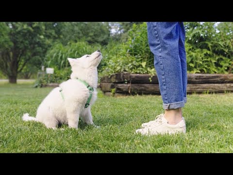 Od czego zacząć szkolenie szczeniaka? - TRENING Z PSEM - John Dog