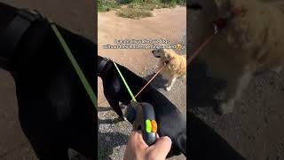 Whether you’ve got 2 dogs or not, this no-tangle double leash is for you 🫶🏼#DoubleLeash #twodogs