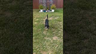 Video preview image #1 Black and Tan Coonhound-Unknown Mix Puppy For Sale in Shreveport, LA, USA