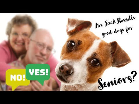 YouTube video about: When is a jack russell considered a senior dog?