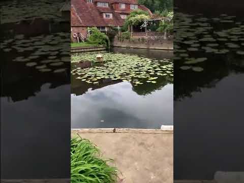 George Michael’s Mill Cottage garden Goring on Thames