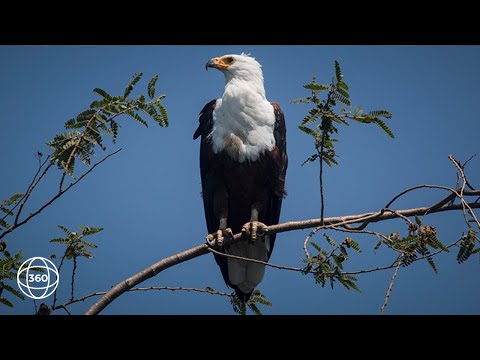 Fish Eagles at Roho ya Selous | 360° Virtual Tour