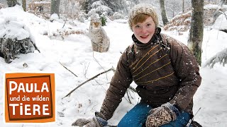 Download lagu Der Luchs im Schnee | Reportage für Kinder | Paula und die wilden Tiere mp3