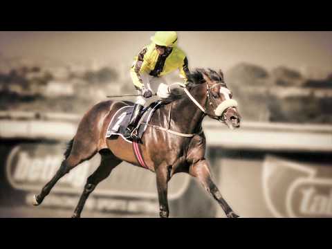 Capetown Noir - Son of Western Winter (Stallion)