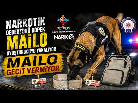 Narkotik dedektörü köpek Mailo uyuşturucuyu yakalıyor