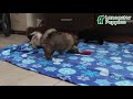 Pomsky dogs for sale: Fletcher - Video 1