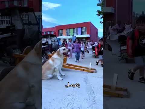 كلاب بتسوق عربيات 😂🐶