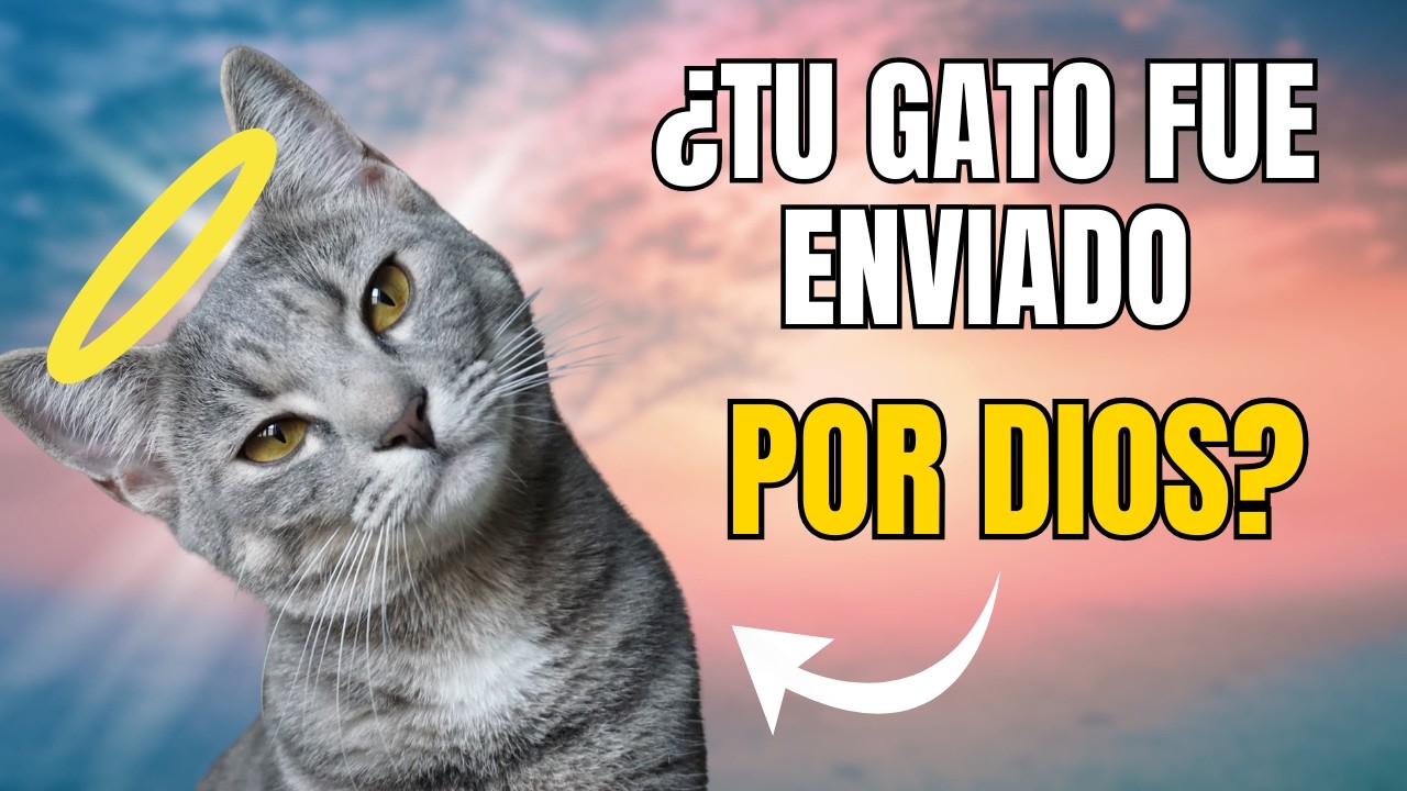 ¿Y si tu gato fue enviado por Dios? Estas señales lo confirman..