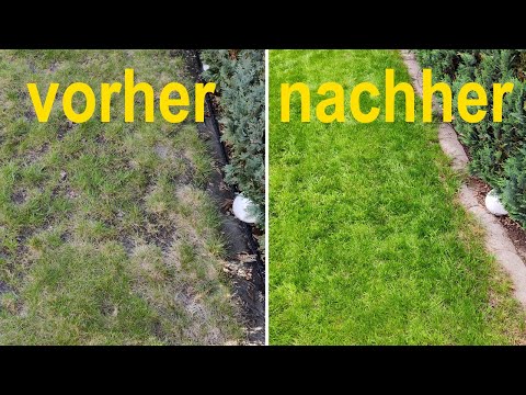 Rasen nachsäen (Schritt für Schritt Anleitung)
