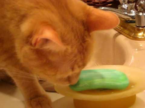 Cat licks soap
