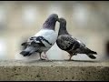 Les Deux Pigeons au Ténor Sax 