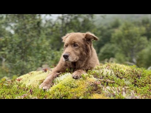 Stick Figure – Tribute to Cocoa