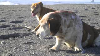 TRIBUTE TO MY PAST CRITTERS ~CARL SMITH