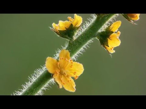 Bachblüte Agrimony - Odermennig