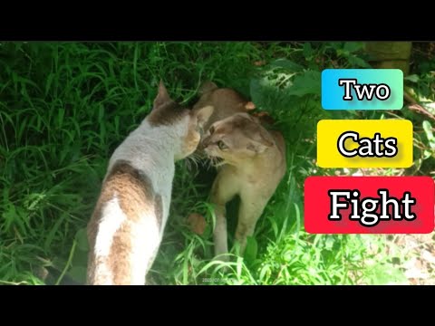 Angry Cats | Two Cats Fight over territory | 1080p 🔥 dangerous fight