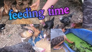 Feeding time , native chickens, chicks, and ducks