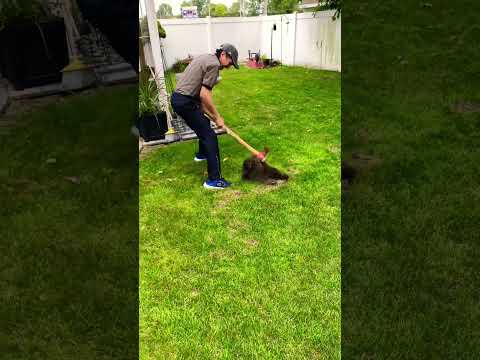 庭のモグラを駆除する最も効果的な方法