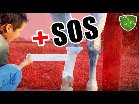 , title : 'Como curar machucado em cavalos - DICAS IMPORTANTES'