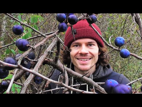 Blackthorn (Prunus spinosa) - Location, characteristics, ingredients, uses, history