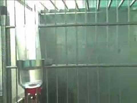 RESCATE DE MACACOS EN VALENCIA