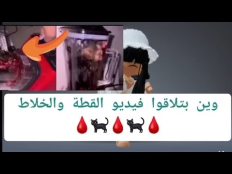 Cat In A Blender Video
