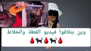 Where can you find the video of the cat and the blender 🐈‍⬛🩸🐈‍⬛🩸