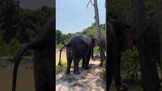 Download lagu Love their friendship 😍🐘❤️ #elephant #keffamily #babyelephant #kef #chimean mp3