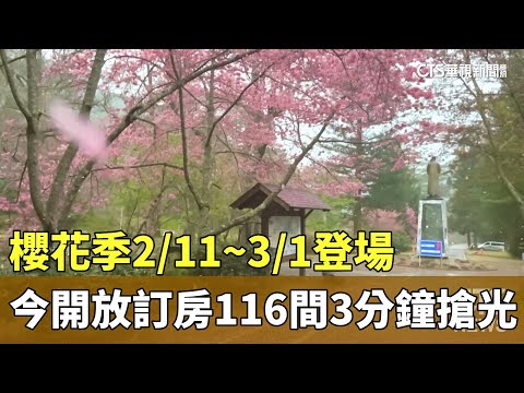 櫻花季2/11~3/1登場　今開放訂房116間3分鐘搶光