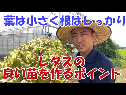 8月に子羊のレタスを播種するにはどうすればよいですか？冬のサラダを楽しむための 7 つのメンテナンス方法  庭園