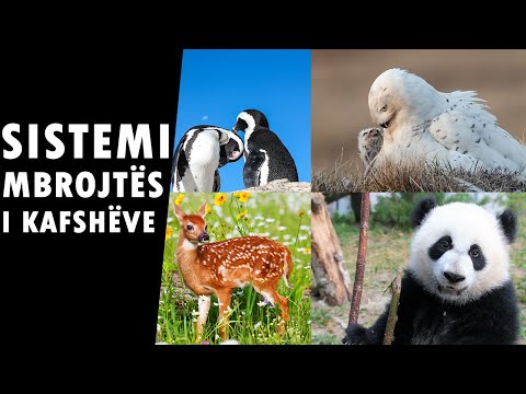 Sistemi mbrojtes i kafsheve! Instikti per mbijetese! Si ata e ndjejne rrezikun dhe dallojne armikun?