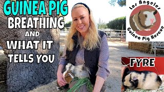 Guinea Pig Breathing And What It Tells You.