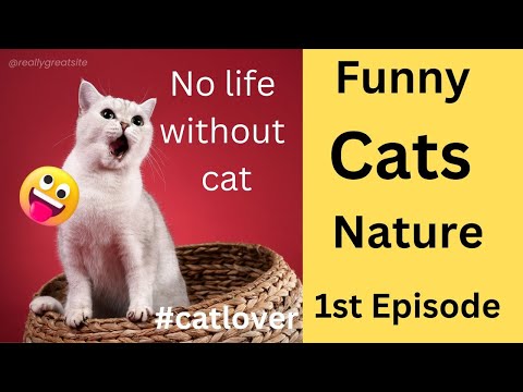 Funny Cats Nature (1st episode) || बिल्ली के बारे में || Mohitk highlights