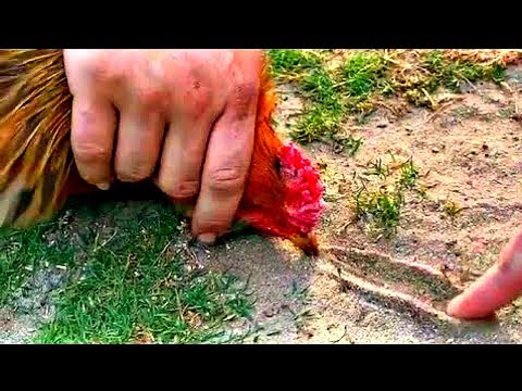 איך להפנט תרנגול – טריק מפתיע