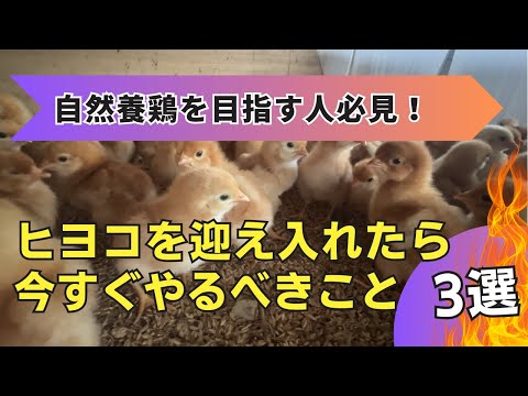 産卵鶏に最適な餌は何ですか?きっとあなたが思っているような人ではありません  庭園
