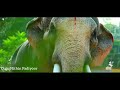 Thechikottukavu Ramachandran Mashup തെച്ചിക്കോട്ടുകാവ് രാമ