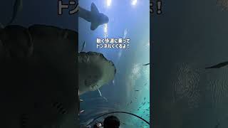 アトランタの大きい水族館に行ってきたよ🐟