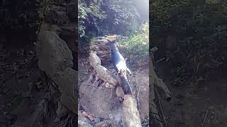 Download lagu parkir neng kene njaluk ditendang ndase mp3