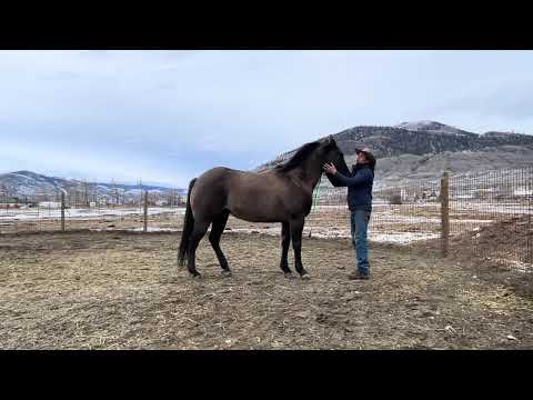 When a Horse Chooses You – The Truth About Liberty Training